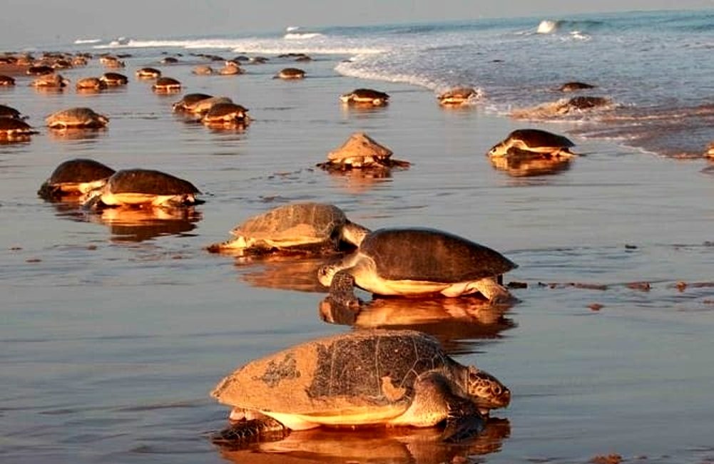 Oliver Ridley Turtles at Gahirmatha Beach, Odisha