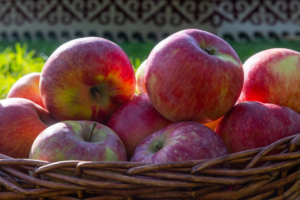 almaty aport apple orchards